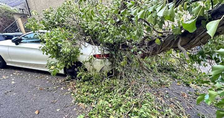 Bridge of Allan resident accuses council of 'dereliction of duty' after tree crushes car during Storm Amy