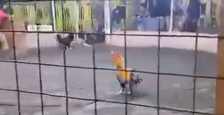 Muerte insólita: gallo de pelea en Perú hiere mortalmente a hombre