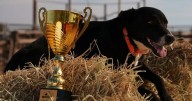 Dashing Duke crowned best boy in working dog challenge