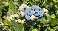 Puerto de Chancay impulsa envíos de arándano peruano hacia mercado chino