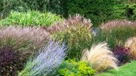 11 Ornamental Grasses You Should Be Cutting Back In The Fall