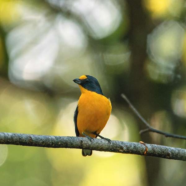 Bird Hike with Nature Man Mike at Franklin Park on Saturday
