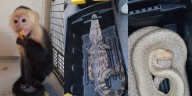 Detienen a sujetos que caminaban en el Zócalo de la CDMX con un caimán, una serpiente y un mono capuchino