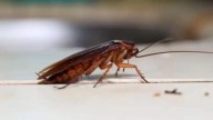 South Korean Woman Sets Apartment On Fire While Trying to Kill Cockroach