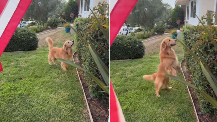 Golden Retriever From California Keeps Returning To One Bush And What He’s Looking For Melts Hearts Online