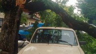 Temporal en Rosario: un centenar de reclamos por árboles caídos y desprendimientos de ramas