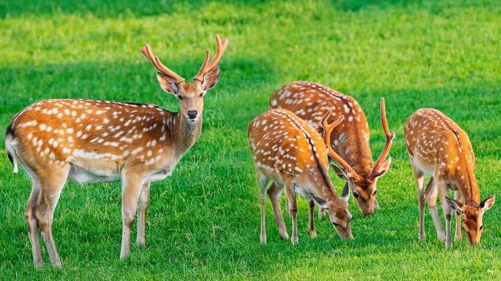 Florida Confirms Second Case of ‘Zombie Deer Disease’