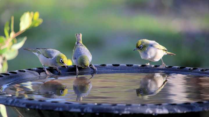 Why Putting A Bird Bath In Your Yard May Not Be The Best Idea