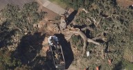 Large oak tree topples in Pleasant Hill, blocking major roadway