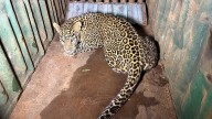 After Week-Long Effort, Forest Department Captures Leopard In Nashik's Artillery Centre