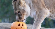 Halloween fun at Five Sisters Zoo as lionesses lead celebrations
