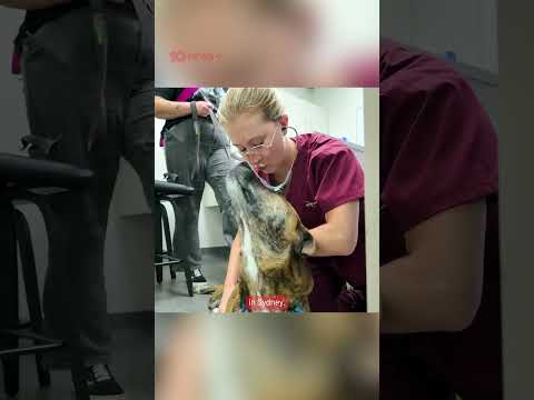 Urgent Callout For Dog Blood Donors