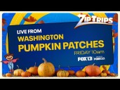Zip Trips: Pumpkin patches in Washington state
