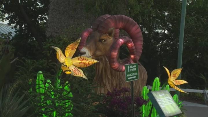 "Wild Summer Lights" ends this weekend at Mesker Park Zoo