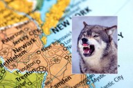 Terrifying coyote attacks continue in New Jersey