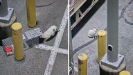 La historia de Francine, la querida gata que volvió a casa en EEUU tras una odisea de 120 kilómetros
