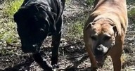 Horror as father and daughter watch stranger STAB their two dogs at park