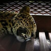 Leopard captured after wandering into Indonesian hotel