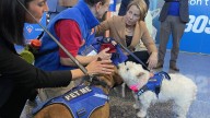 New therapy dogs at Boston’s Logan airport
