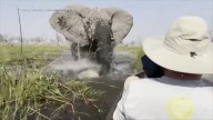 Tourists recount events of scary elephant attack during safari tour in South Africa