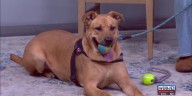 Angels of Assisi talks Halloween with your pet