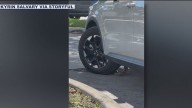 WATCH: Python slithers into vehicle while in a drive