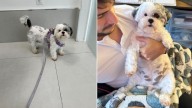 Florida Pet Owner Feels She Failed Her Dog When A Surprising Diagnosis Reveals What Was Hiding In Plain Sight