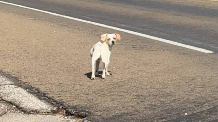 Woman Discovers A Frightened Dog On A Busy Road In Texas And Won’t Leave Him Behind