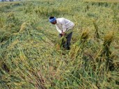 Cabinet Meeting: Government approves MSP for Rabi crops for marketing season 2026