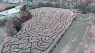 ‘Really well hidden’: Preston Farms Corn Maze keeps visitors searching