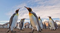 Pingüinos de la Antártida: estas son las especies que debes conocer