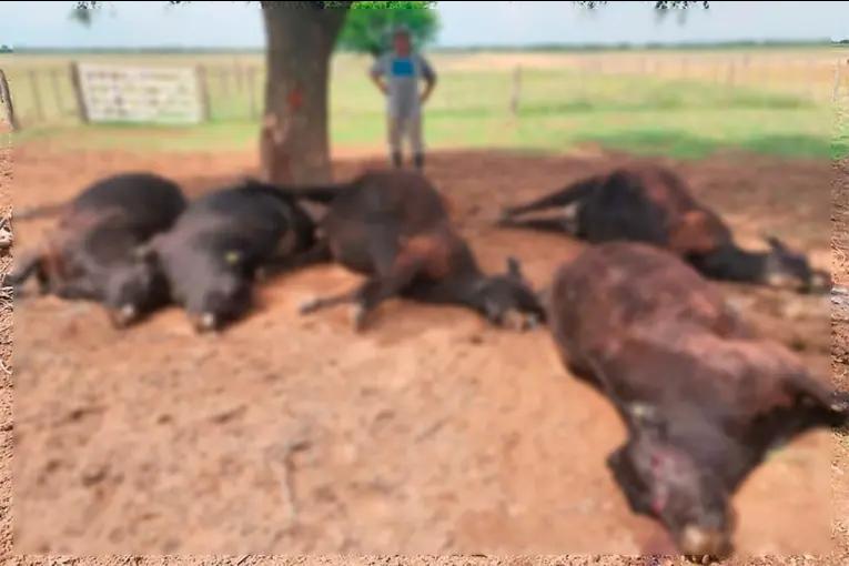 Un rayo mató a cinco vacas y un ternero en un campo