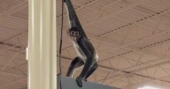 Video shows monkey in diaper swinging through Texas Halloween store