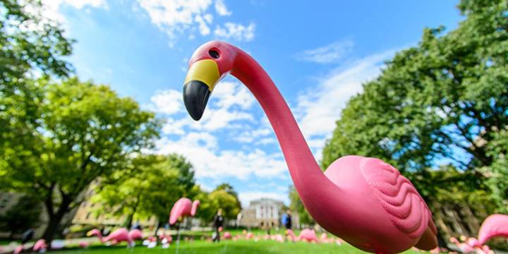 Fill the Hill returns as plastic flamingos flock to UW