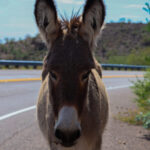 Wild donkeys damage saguaros, other plants vital for the Sonoran Desert ecosystem