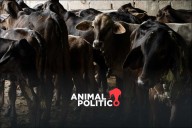 Texas propone reabrir puertos para ganado mexicano pese a suspensión por gusano barrenador