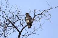 Photos: Keeping watch over Duluth