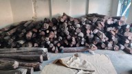 Delhi Police Nab Duo For Smuggling 10 Tonnes Red Sandalwood Worth Rs Six Crore