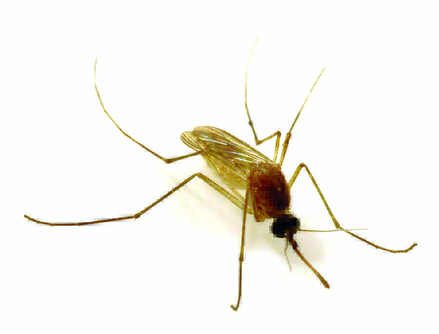 San Fernando Valley patient dies of West Nile virus, 1st in LA County for 2025