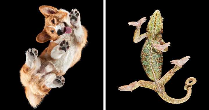 “Underlook” Project: 44 Quirky And Cute Pets Seen From An Unexpected Perspective