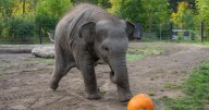 An elephant family smashed pumpkins at the Oregon Zoo. But this baby just wanted to play ball
