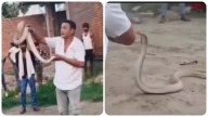 Muere famoso domador de cobras en India tras ser mordido por una serpiente: el momento quedó grabado en video