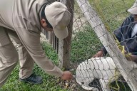 Dónde y cuándo vacunar a tu mascota contra la rabia en Campeche este 24 de octubre; horarios y municipios