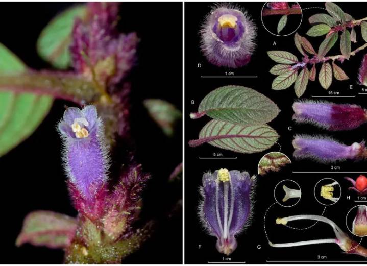 Descubren en el Nevado del Ruiz una nueva planta que lleva el nombre ancestral de la montaña