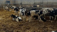 Galicia refuerza las medidas frente a la dermatosis nodular contagiosa para proteger su cabaña ganadera