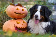 Frightfully Fun Dog Treats And Toys For Halloween Hijinks