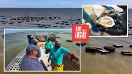 Farmed Fresh: Gulf Coast oysters make waves in Houston restaurants