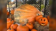 Giant pumpkin on display at Denver Botanic Gardens