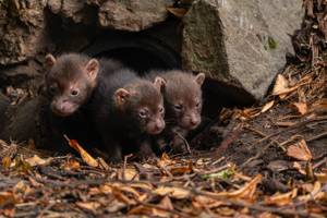 Bush dog puppies having fun playing together at zoo