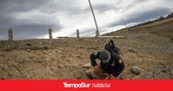 Bajo una línea de alta tensión Preocupación en la Cuenca Carbonífera: otro cóndor andino apareció sin vida